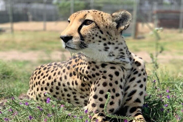 Cape Town Full-Day Cheetah & Giraffe Wildlife Encounter with Cape Winelands Wine Tasting