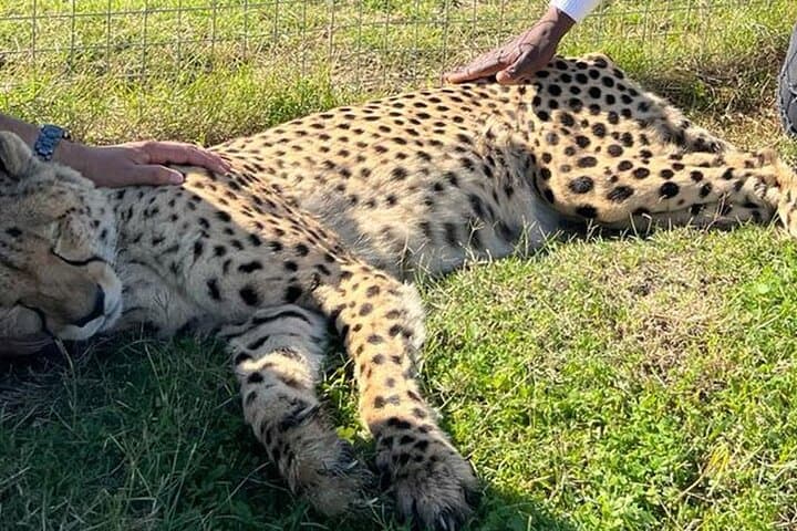 Cape Winelands Wildlife & Wine: Giraffe House, Cheetah Encounter and Private Tasting photo 4
