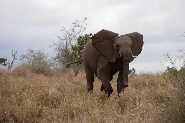 Pilanesberg Full-Day Game Drive from Johannesburg — Big Five Safari in a Volcanic Reserve photo 1