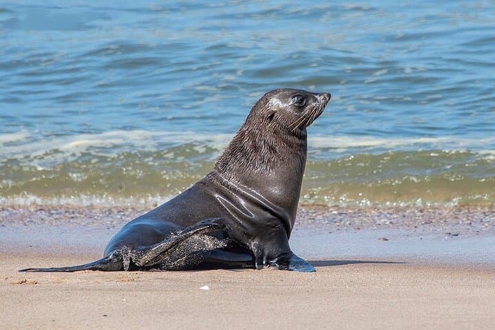 Sandwich Harbour Half-Day 4x4 Scenic Excursion from Walvis Bay photo 5