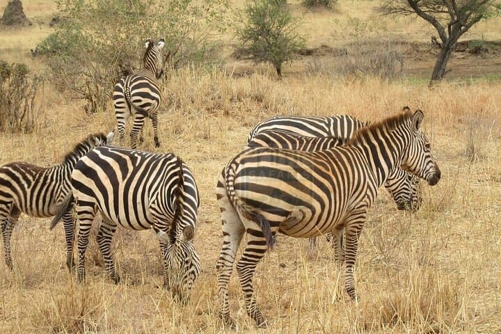 6-Day Shared Safari Through Maasai Mara, Lake Nakuru & Amboseli photo 2
