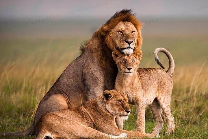 6-Day Shared Safari Through Maasai Mara, Lake Nakuru & Amboseli photo 5