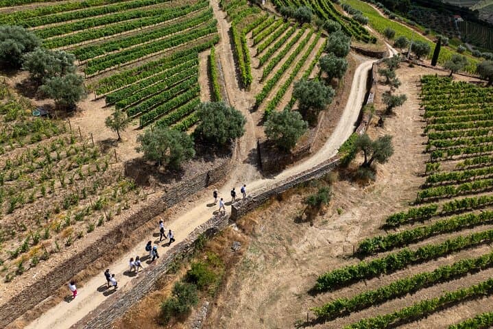 Douro Valley Vineyard Hike & Picnic from Porto — Guided Quinta Walk photo 5