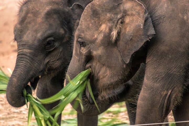Galle-to-Ella Yala & Udawalawe Safari Transfer — Day Safari and Scenic Drop to Ella photo 2