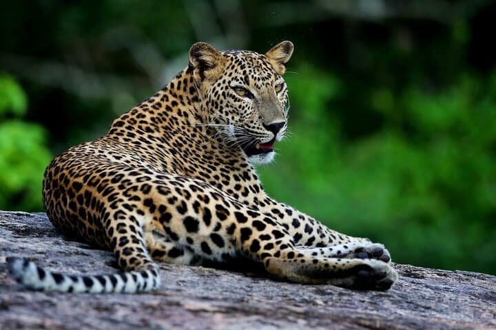 Galle-to-Ella Yala & Udawalawe Safari Transfer — Day Safari and Scenic Drop to Ella photo 4