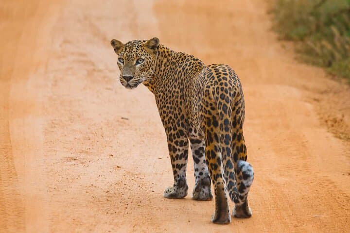 Galle-to-Ella Yala & Udawalawe Safari Transfer — Day Safari and Scenic Drop to Ella photo 5