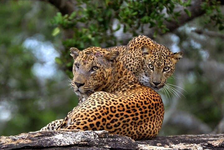 Galle-to-Ella Yala & Udawalawe Safari Transfer — Day Safari and Scenic Drop to Ella photo 6