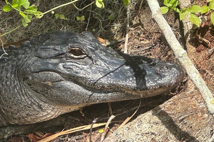 Clear Kayak Gator Viewing at Silver Springs: Paddle the Crystal Silver River photo 6