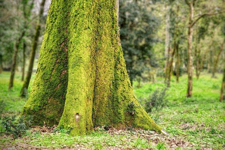 Hiking with the Gods: Pratolino's Medici Park Walk photo 5