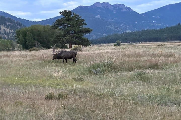 Rise and Bugle: Elk Rut Tours in Rocky Mountain National Park photo 3