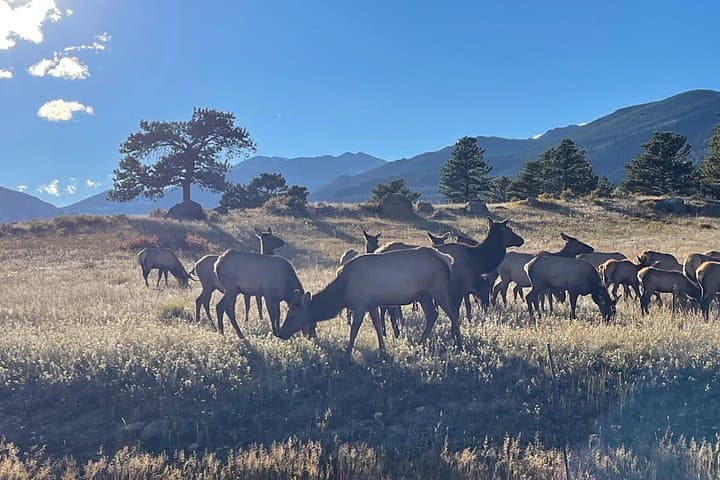 Rise and Bugle: Elk Rut Tours in Rocky Mountain National Park photo 5