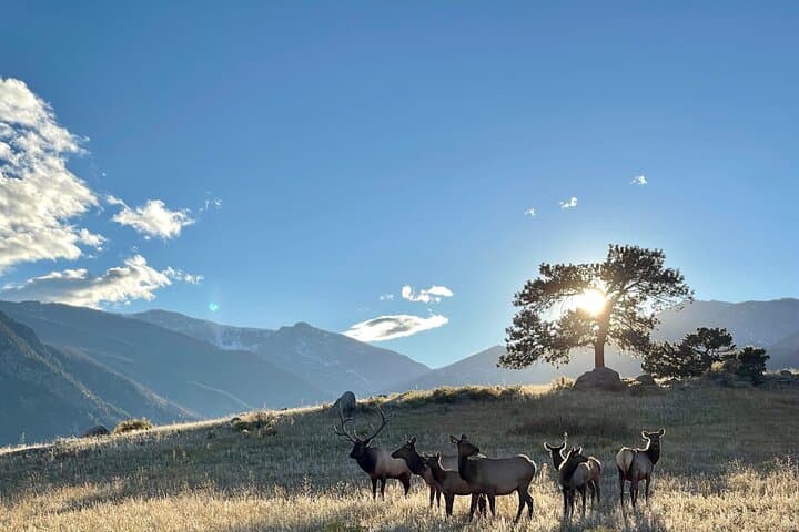 Rise and Bugle: Elk Rut Tours in Rocky Mountain National Park photo 2