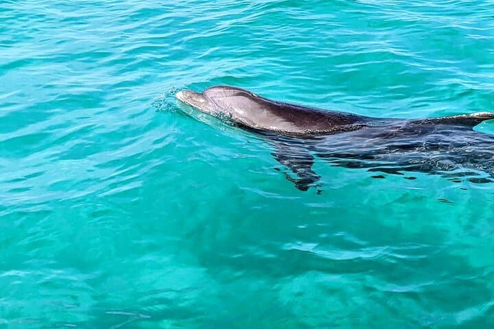 Crab Island 3-Hour Eco Tour from Destin — Paddleboards, Snorkel & Dolphins photo 3