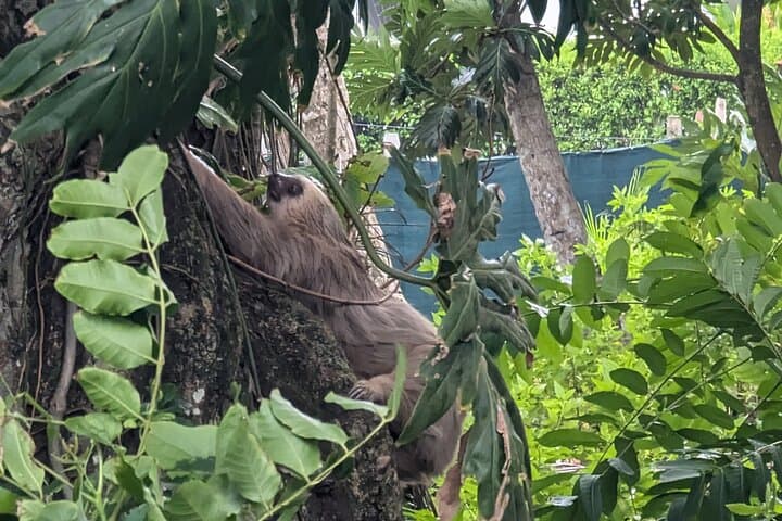 Puerto Viejo Sloth-Spotting Walking Tour — Wildlife, History & Caribbean Viewpoint photo 3