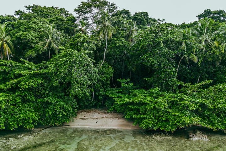 Puerto Viejo Sloth-Spotting Walking Tour — Wildlife, History & Caribbean Viewpoint photo 4