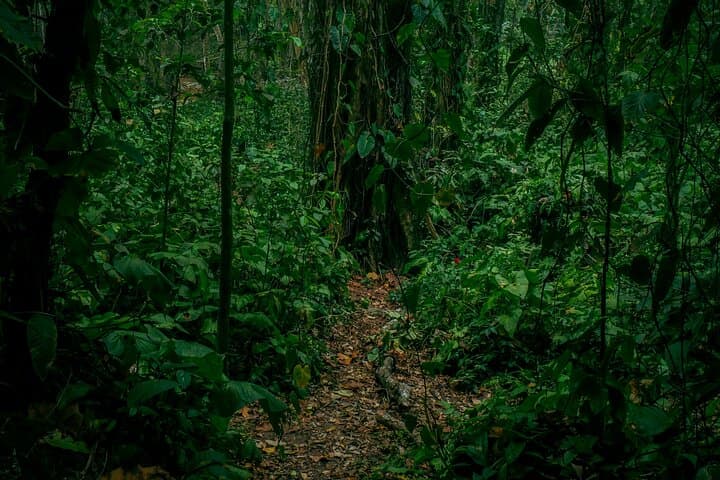 Puerto Viejo Sloth-Spotting Walking Tour — Wildlife, History & Caribbean Viewpoint photo 5