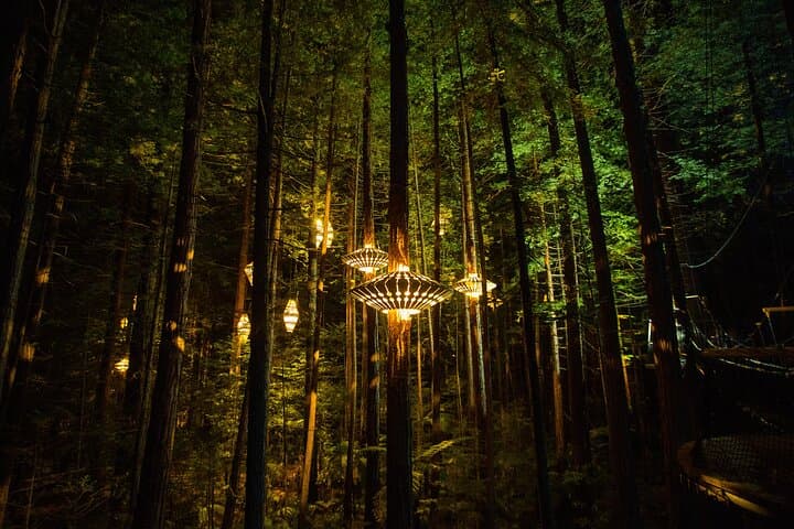 Rotorua Redwoods Adventure: Altitude Zipline, Treewalk & Glowworms photo 3