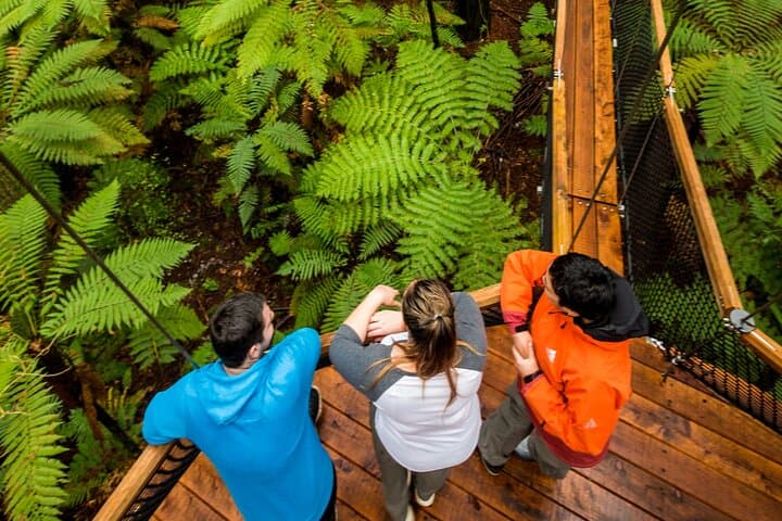 Rotorua Redwoods Adventure: Altitude Zipline, Treewalk & Glowworms photo 5