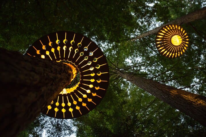 Rotorua Redwoods Adventure: Altitude Zipline, Treewalk & Glowworms