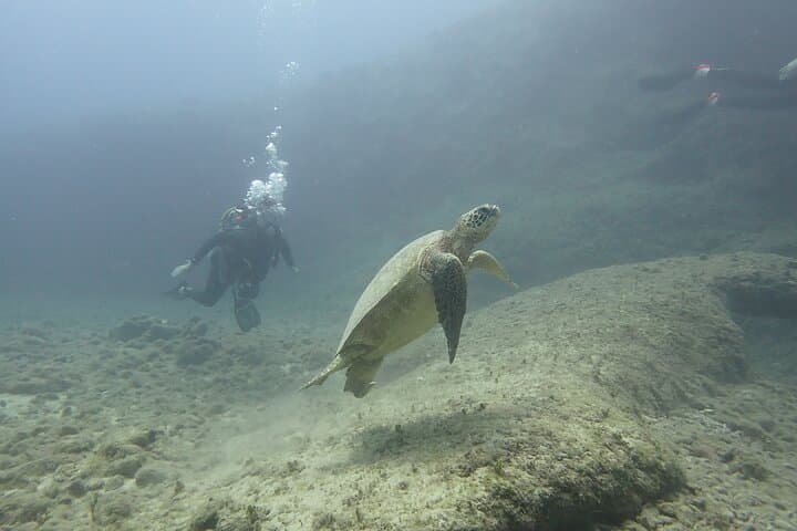 Open Water Scuba Certification in Oahu: SSI Course from Waikiki photo 5