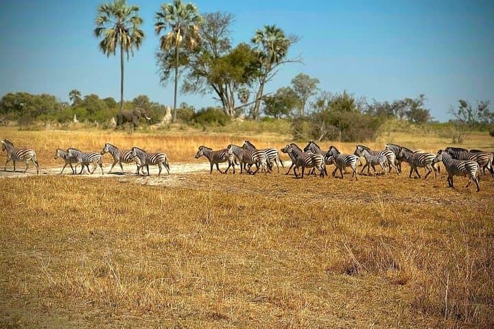 Full-Day Mokoro Adventure in the Okavango Delta — Mokoro Safari from Maun photo 2