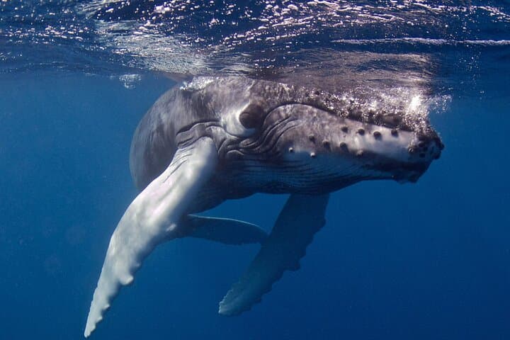 Afternoon Scuba Charter from Kukuiula Harbor — Poipu's Best Dive Sites photo 2