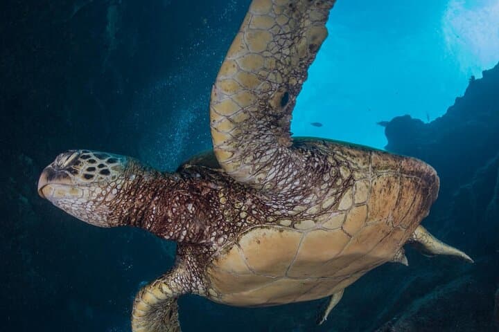 Afternoon Scuba Charter from Kukuiula Harbor — Poipu's Best Dive Sites photo 6