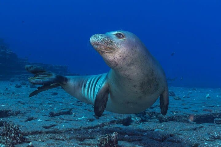 Afternoon Scuba Charter from Kukuiula Harbor — Poipu's Best Dive Sites photo 4
