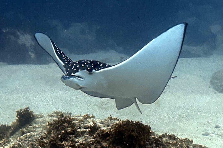 Kauai Beginner SCUBA at Koloa Landing — Guided Shore Dives & Turtle Encounters photo 6