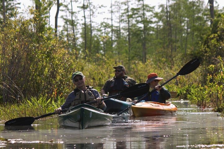 Explore the Okefenokee Swamp: Guided Kayak Tour into Georgia’s Wetland Wilderness photo 3