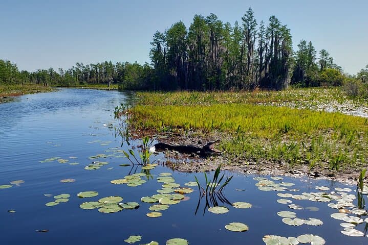 Explore the Okefenokee Swamp: Guided Kayak Tour into Georgia’s Wetland Wilderness photo 4