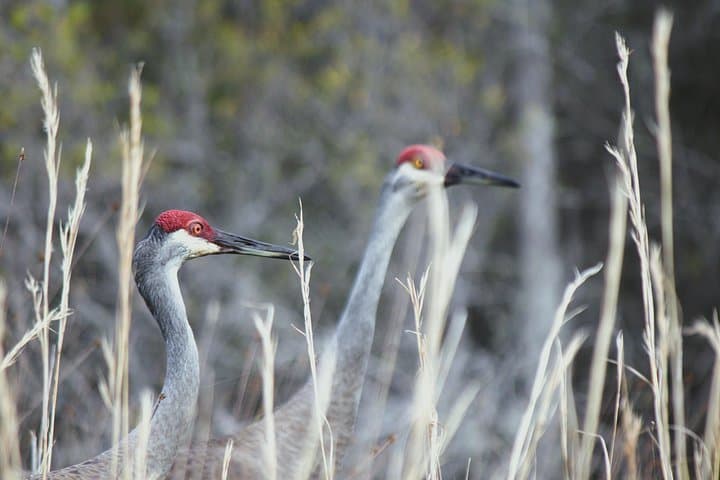 Explore the Okefenokee Swamp: Guided Kayak Tour into Georgia’s Wetland Wilderness photo 5