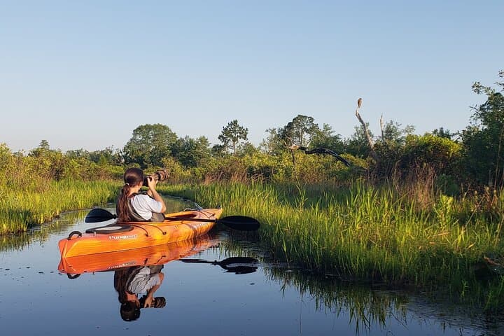 Explore the Okefenokee Swamp: Guided Kayak Tour into Georgia’s Wetland Wilderness photo 6