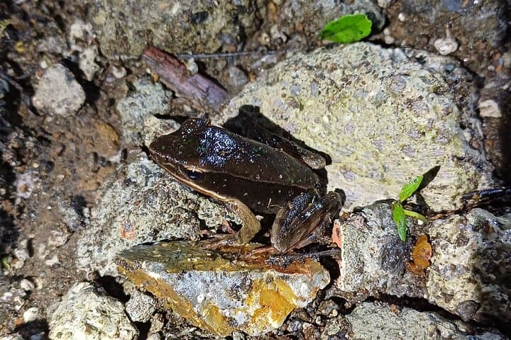 Monteverde Night Walks — Wildlife After Dark in Costa Rica's Cloud Forest photo 6