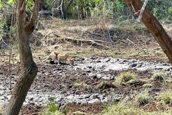Yala & Udawalawe Full-Day Safari from Ella — Leopards, Elephants & Wetland Birds photo 4