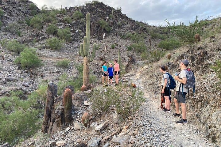 Family Guided Sonoran Desert Hike in Phoenix — Kids Under 10 Free