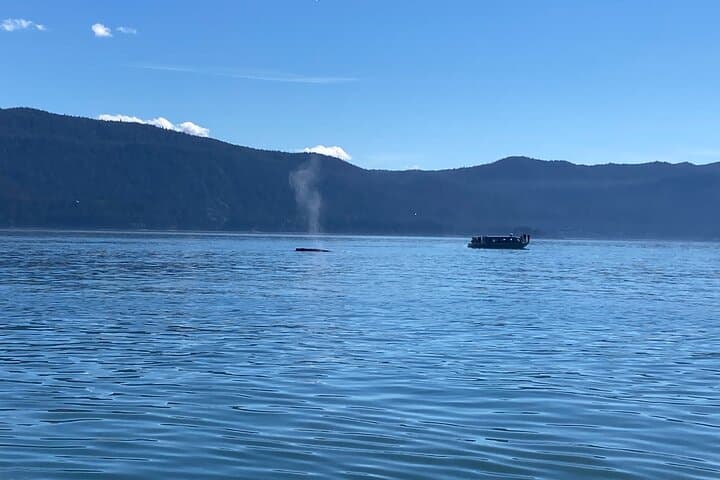 Discover Juneau: Mendenhall Glacier Hike and Whale Watching Adventure