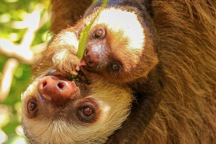 Liberia Day Tour: Animal Sanctuary, Colonial City & Waterfall Adventure photo 1