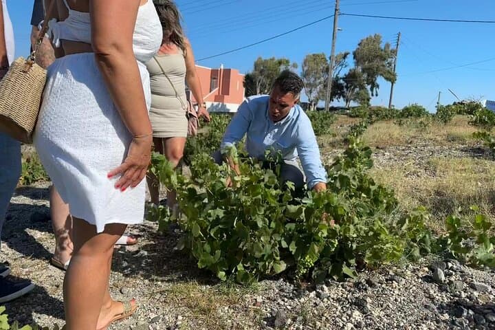 Santorini Private Wine Tasting Tour: 4 Wineries, Assyrtiko & Lunch photo 3