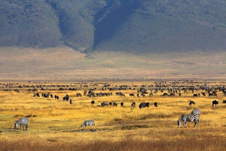 Full-Day Ngorongoro Crater Safari: Big Five & Maasai Encounters photo 2