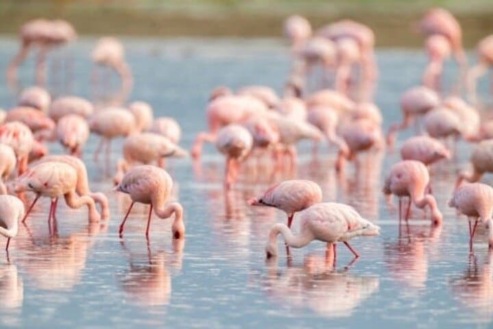 Full-Day Ngorongoro Crater Safari: Big Five & Maasai Encounters photo 3
