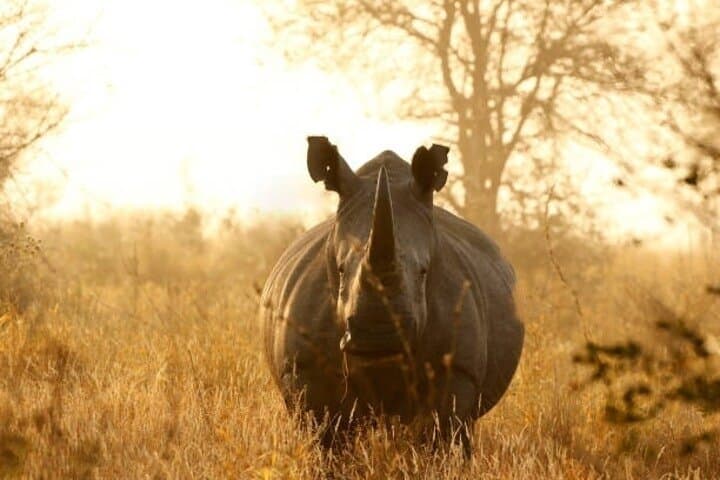 Full-Day Ngorongoro Crater Safari: Big Five & Maasai Encounters photo 4