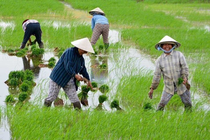 Hoi An Countryside Cycling: Rice Paper, Carpentry & Bamboo Boat Experience photo 3