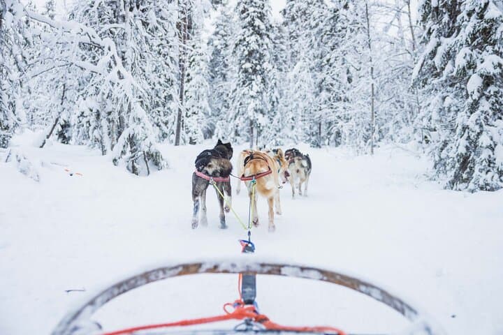 Self-Drive Husky Tour in Levi — 5km Lapland Sled Safari