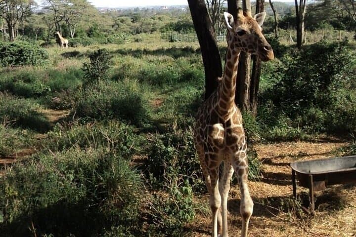 Hells Gate & Lake Naivasha: Day-Trip Adventure from Nairobi photo 6