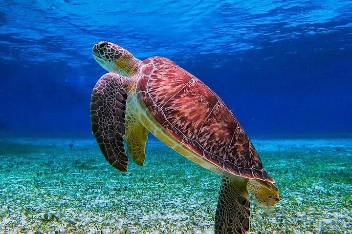 Cozumel Snorkeling: El Cielo, Palancar & Columbia Guided Guided Tour photo 6