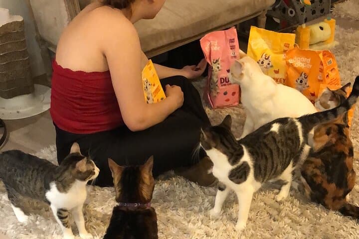 Whiskers and Coffee: Bilbao Cat Cafe Relaxation with Rescued Cats photo 5