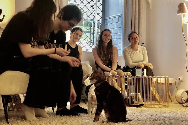 Whiskers and Coffee: Bilbao Cat Cafe Relaxation with Rescued Cats photo 3