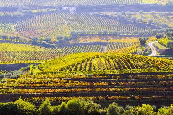 Douro Jeep Tour to the Serra: Wine, Viewpoints & Traditional Lunch photo 3