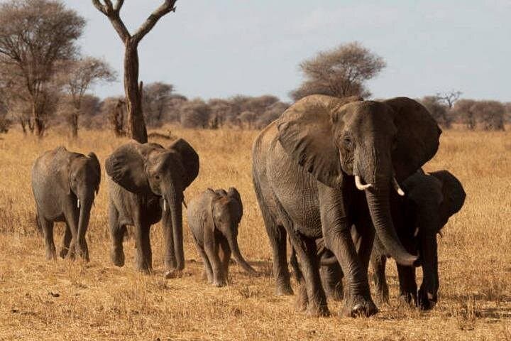 2-Day Tarangire & Ngorongoro Safari: Big Five, Baobabs & Maasai Culture photo 2